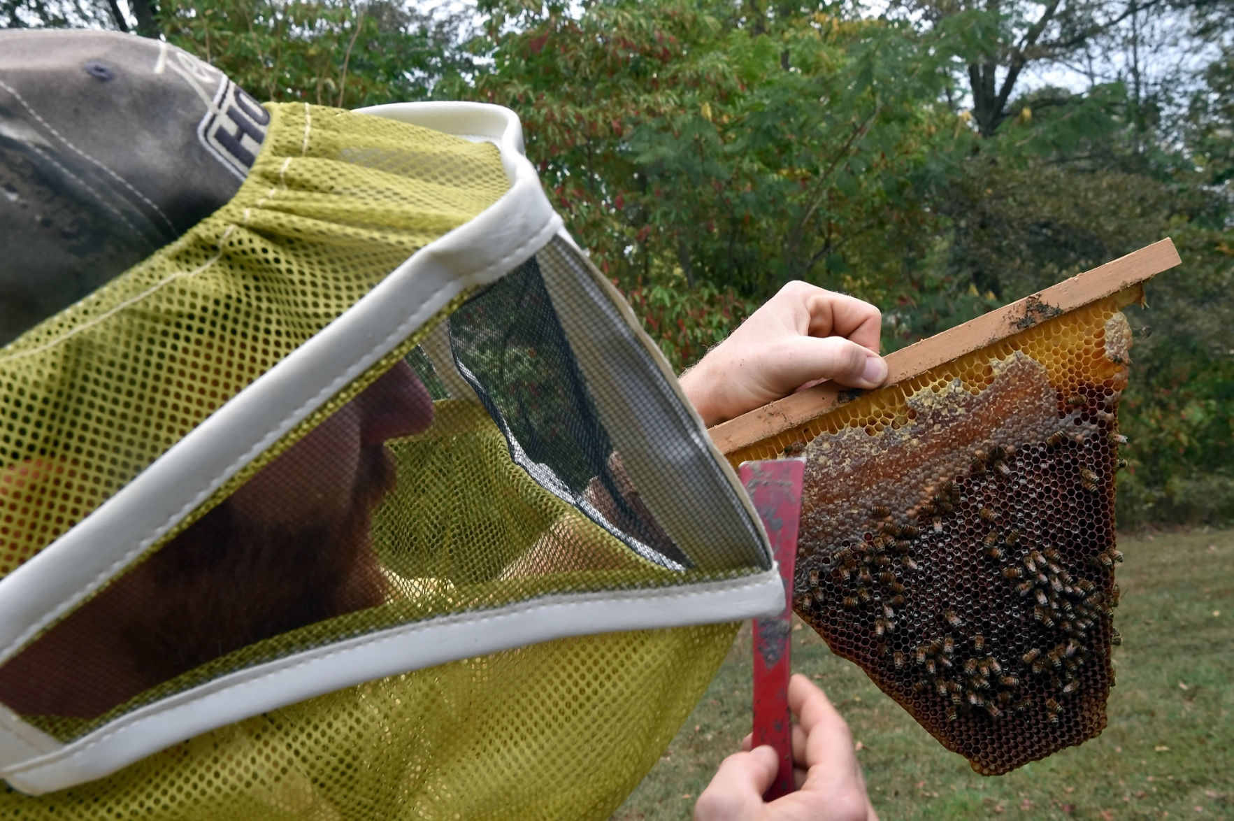 Natural Beekeeping